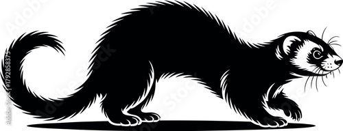 Black ferret walking with curled tail animal mammal