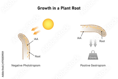 Growth in Plant Root Science Design. Vector Illustration.