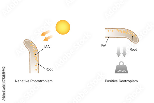 Growth in Plant Root Science Design. Vector Illustration.