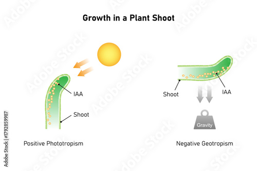 Growth in a Plant Shoot Science Design. Vector Illustration.
