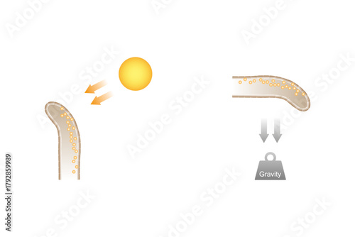 Growth in Plant Root Science Design. Vector Illustration.