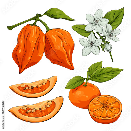 Icon illustration, A Simple flat 2D icon Vibrant 
Habanero branch and flowers Collection isolated on a white background, vector, simple flat 2D icon, minimalist design, EPS, simple design