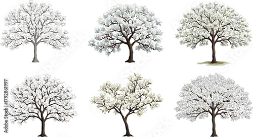 Hand-drawn white blooming trees illustration, botanical nature clipart, flowering spring tree set for design decoration