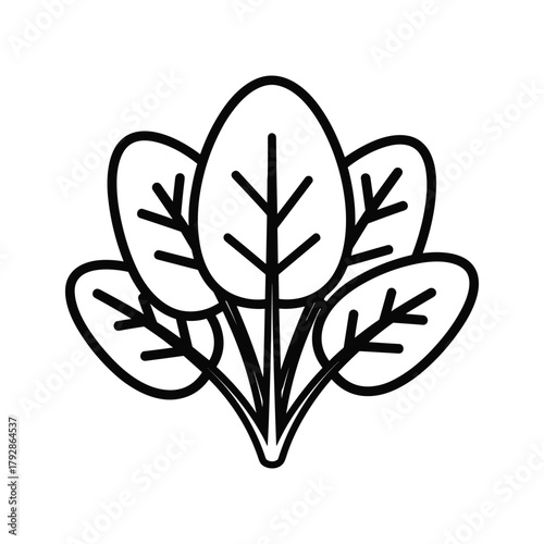 Illustration of spinach leaves in a simple line art style