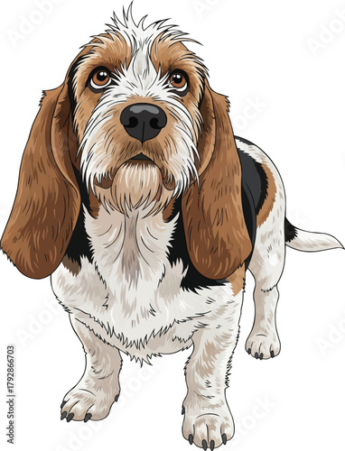 Grand Basset Griffon Vendéen dog looking up curious illustration