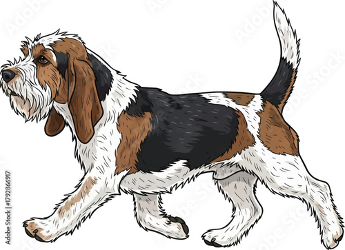 Grand Basset Griffon Vendéen dog walking side view illustration