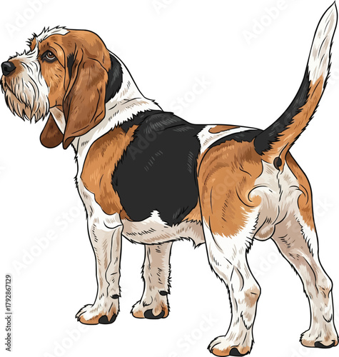 Grand Basset Griffon Vendéen dog standing rear view pose 