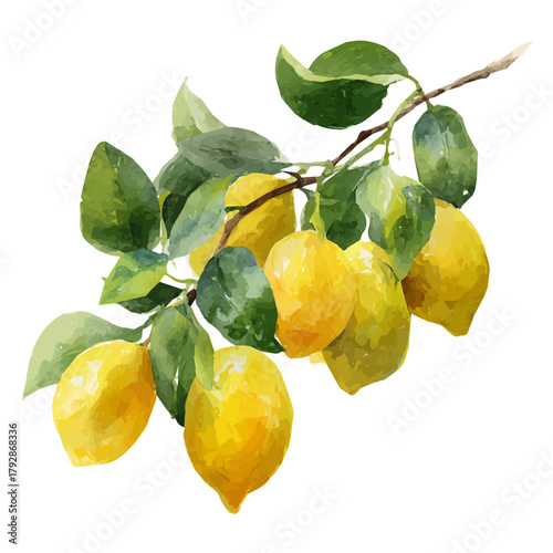 My beautiful Watercolor illustration, Lemons on a branch Ripe yellow fruits painting isolated on a white background, illustration, AI painting design, vector set, eps format design, simple painting