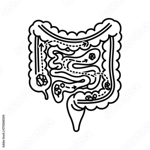 Diagram of the human large intestine with arrows showing the path of digestion
