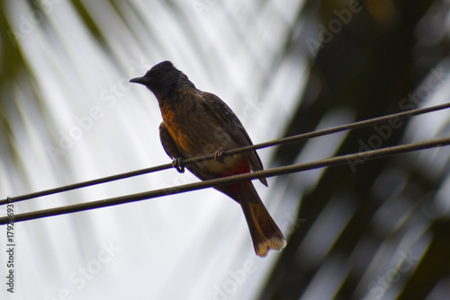 bird on a branch