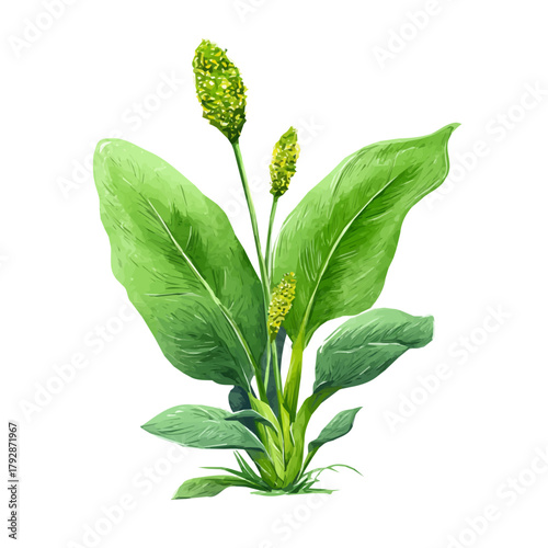 A hand drawn Simple flat 2D illustration of Vibrant plantain herb leaf and seed head isolated on a white background, vector icon set, simple design in a flat design, simple 2D illustration, EPS format