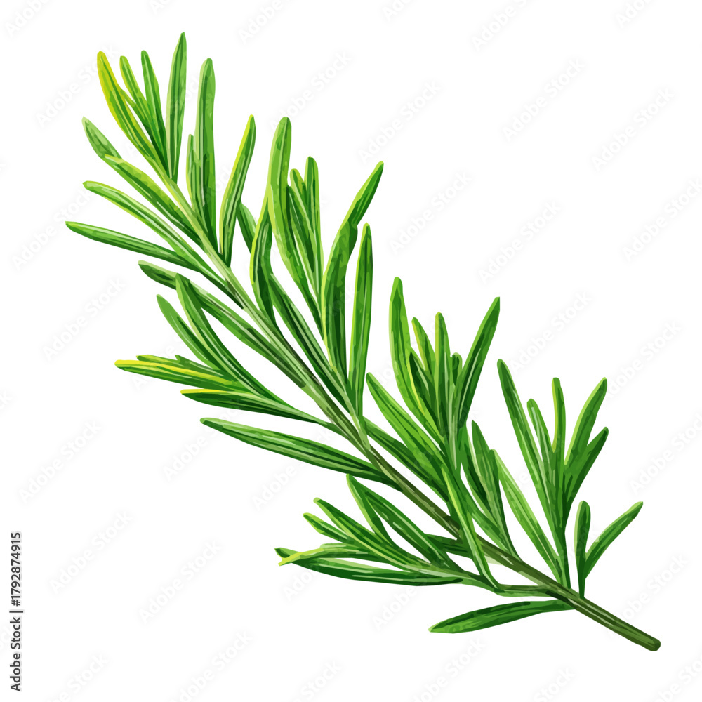 Fototapeta premium A hand drawn flat 2D illustration of Vibrant rosemary herb isolated on a white background, vector icon set, simple design in a flat design, simple 2D illustration, EPS format