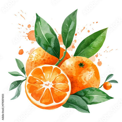 My beautiful hand drawn Watercolor illustration, simple flat sliced calamondin isolated on a white background, illustration, AI painting design, vector set, eps format design, simple painting