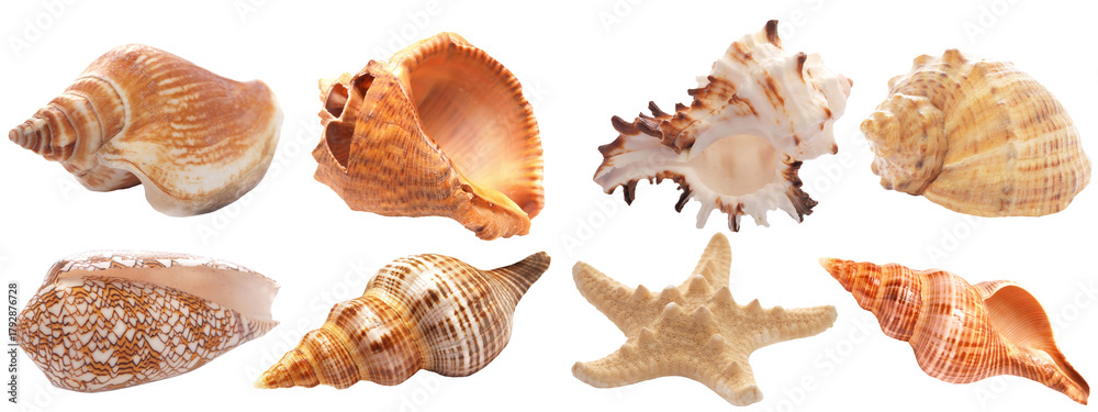 Fototapeta premium Collection of seashells isolated