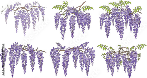 Purple wisteria flower hanging branch collection, blooming spring vine, floral nature illustration