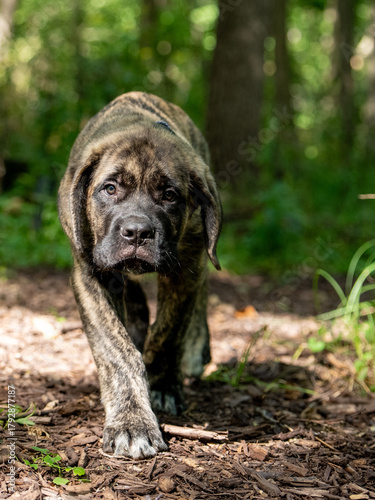 Mastiff puppy