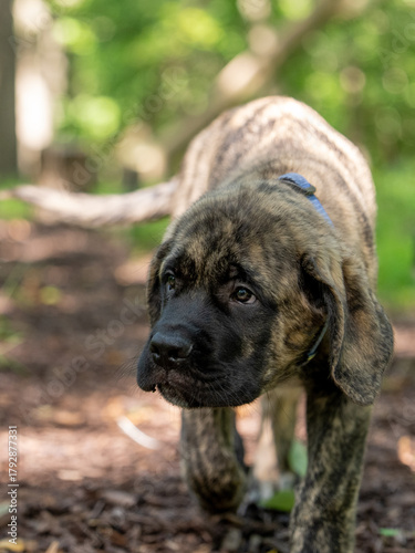 Mastiff puppy