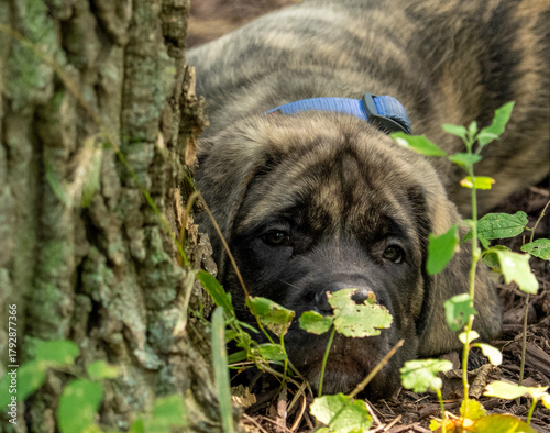 Mastiff puppy