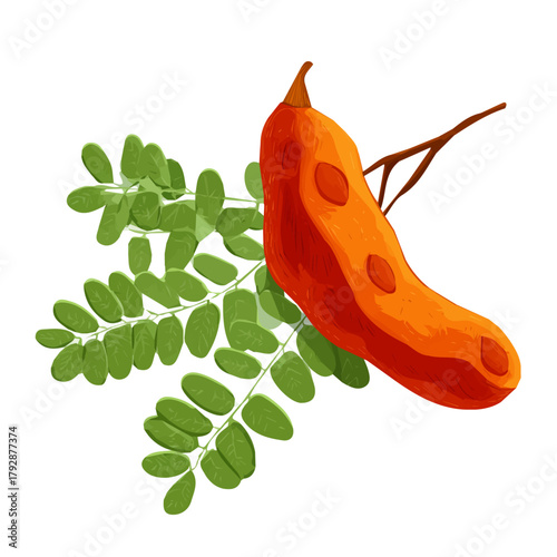 A hand drawn flat 2D illustration of Vibrant tamarind pod and leaf isolated on a white background, vector icon set, simple design in a flat design, simple 2D illustration, EPS format design