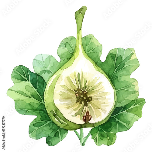My beautiful hand drawn Watercolor illustration, flat sliced fig isolated on a white background, illustration, AI painting design, vector set, eps format design, simple painting