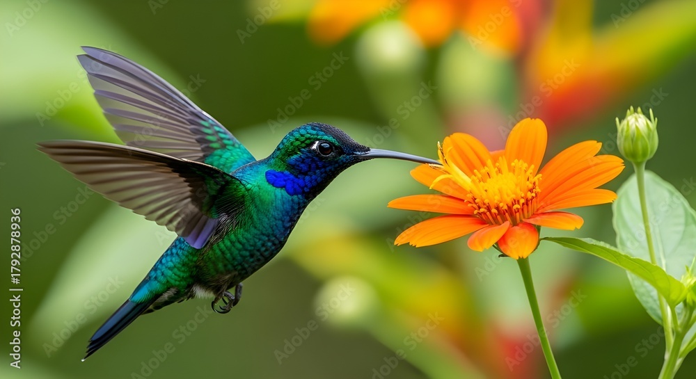 Obraz premium Colibrí Sílfide de cola larga, Aglaiocercus kingi con flor de naranja, en vuelo. Colibrí de Colombia en flor, vida silvestre de la selva tropical.