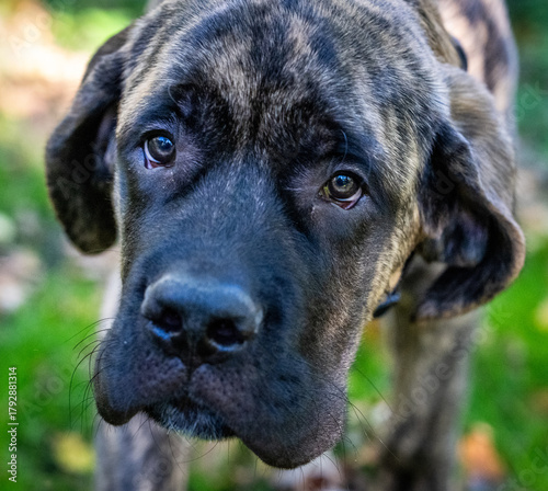 Mastiff puppy