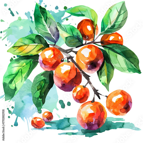 My Watercolor illustration, longan branch painting illustration isolated on a white background, illustration, AI painting design, vector illustration set, eps format