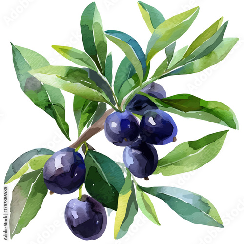 My Watercolor illustration, purple olive branch painting illustration isolated on a white background, illustration, AI painting design, vector illustration set, eps format