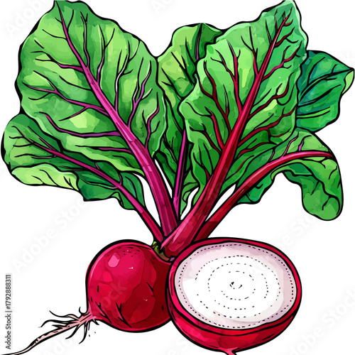 My Watercolor illustration, simple flat sliced radish painting illustration isolated on a white background, illustration, AI painting design, vector illustration set, eps format