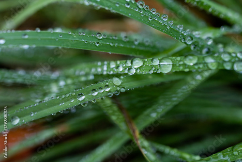 Dew drops on green grass. Green background