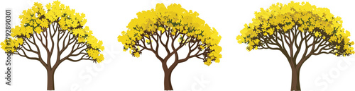 Set of three yellow flowering trees with wide canopy, realistic spring botanical vector illustration design collection