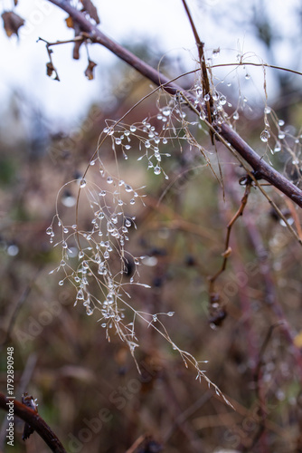 Drops of dew on a branch. Wet autumn weather. Frosty morning. Dew drops.