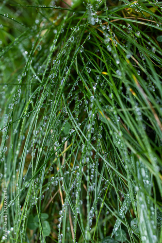 Dew drops on green grass. Green background