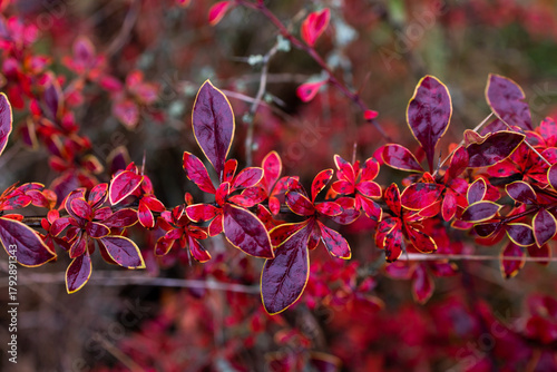Berberis thunbergii. Autumn red background. Red leaves