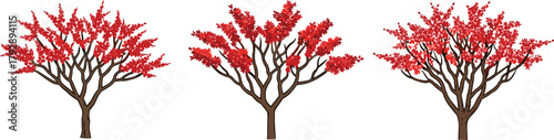 Three red flowering trees with wide canopy, realistic botanical spring tree vector illustration design for landscaping