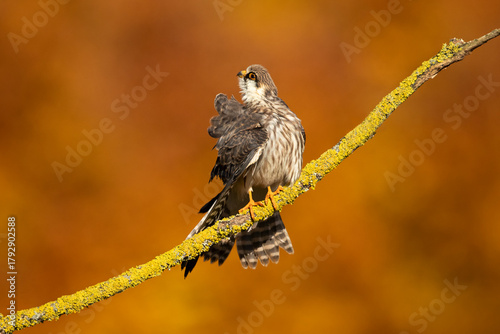 The red-footed falcon (Falco vespertinus), formerly the western red-footed falcon, is a bird of prey. It belongs to the family Falconidae, the falcons.
