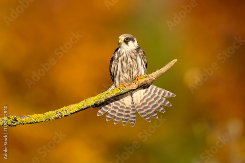 The red-footed falcon (Falco vespertinus), formerly the western red-footed falcon, is a bird of prey. It belongs to the family Falconidae, the falcons.