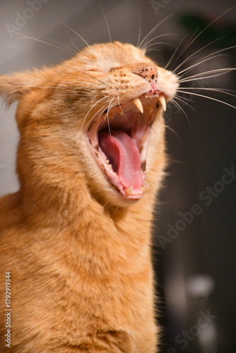 a sluggish cat stretching and yawning