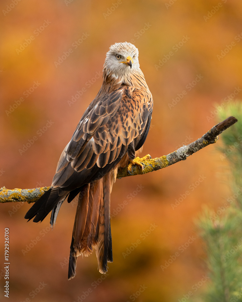 Φωτογραφία The red kite (Milvus milvus) is a bird of prey in the family Accipitridae, which also includes many other diurnal raptors such as eagles, buzzards, and harriers