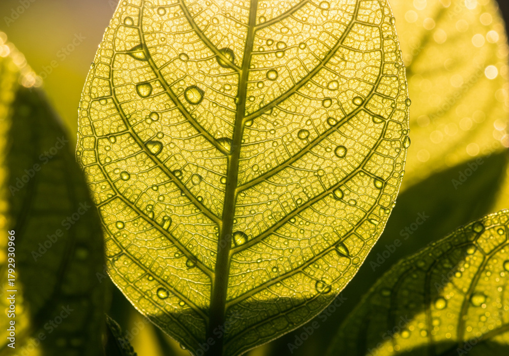 Obraz premium Soft leaf veins texture, translucent green foliage backlit by sunlight, macro close-up, natural organic symmetry