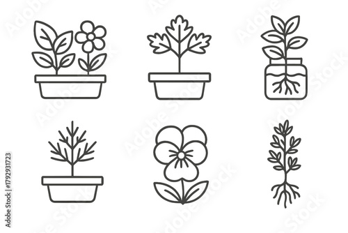 Hydroponic Herb Icons. Line style icons of hydroponics: herbs and edible flowers, hydro parsley icon, mint plant in water, dill