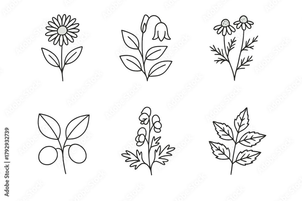 Fototapeta premium Homeopathy Remedy Icons. Line style icons of famous homeopathy remedies: Arnica montana, Belladonna, Chamomilla, Nux vomica,