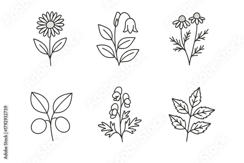 Homeopathy Remedy Icons. Line style icons of famous homeopathy remedies: Arnica montana, Belladonna, Chamomilla, Nux vomica,