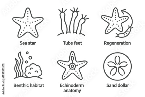 Marine Biology Icons. Line style icons of marine biology: sea star, tube feet, regeneration icon, benthic habitat, echinoderm