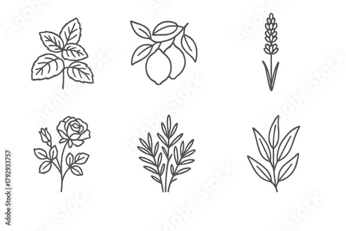 Aromatherapy Botanical Icons. Line style icons of botanical sources in aromatherapy: mint plant, lemon tree, lavender bush, rose