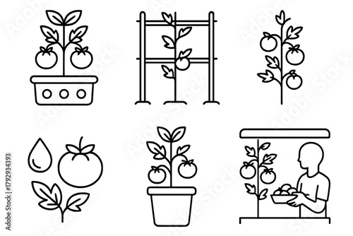 Hydroponic Tomato Icons. Line style icons of hydroponics: tomato plant in hydro system, vine support structure, fruiting stem icon