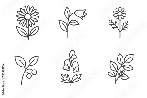 Homeopathy Remedy Icons. Line style icons of famous homeopathy remedies: Arnica montana, Belladonna, Chamomilla, Nux vomica,