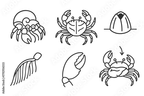 Marine Biology Icons. Line style icons of marine biology: crustaceans icon, crab anatomy, shrimp swimmeret, barnacle attachment,