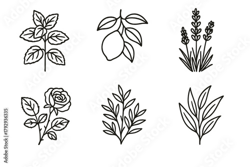 Aromatherapy Botanical Icons. Line style icons of botanical sources in aromatherapy: mint plant, lemon tree, lavender bush, rose