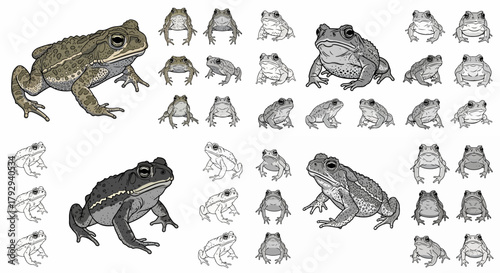 Toad life cycle stages collection with transparent background